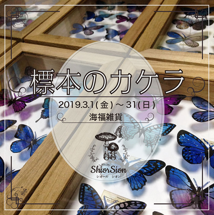 【shior sion】さんによるミニ個展「標本のカケラ 」