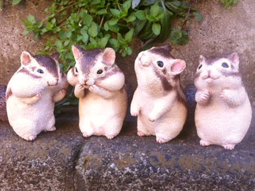 きゃねこ